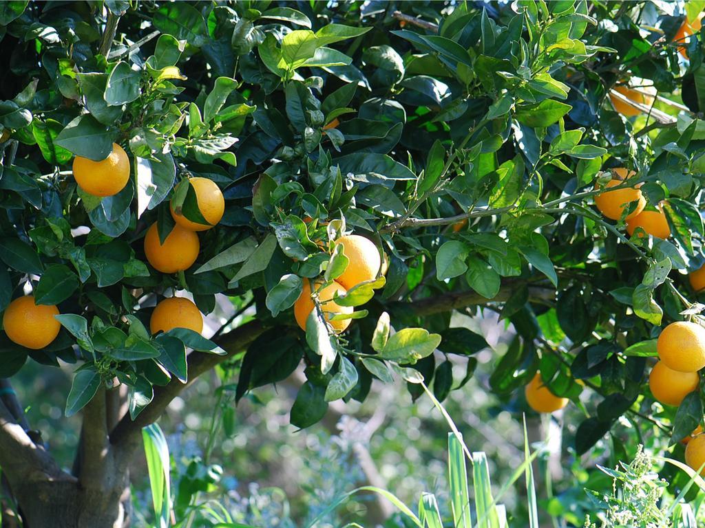 Agriturismo 'A Lanterna Marina di Monasterace Esterno foto